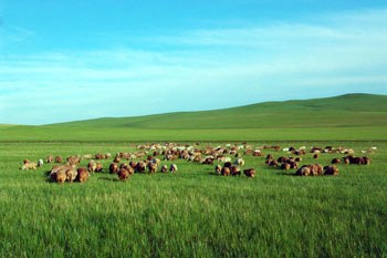 呼伦贝尔,探寻草原之韵的魅力之旅